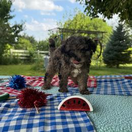 Delilah - Blue merle female Aussiedoodle puppy in Hopkins, Missouri from Mowry Creek Mini Aussiedoodles and More