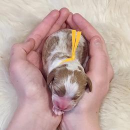 Yellow Collar Boy, Raj - Blenheim male Cavapoo puppy in Cypress, Texas from Doodles Of Cypress