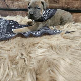 Cane Corso Puppies from Carrie Brown's Cane Corsos