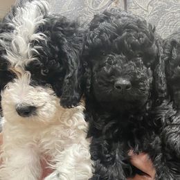 Poodles from Moffitt Moyens