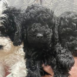 Poodles from Moffitt Moyens