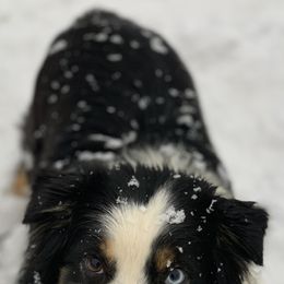 Miniature Australian Shepherds from Double M Mini Aussies