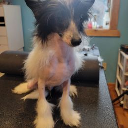 Konstantin - Chinese Crested puppy from Feathers End Kennels