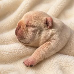 Blanca - Cream female French Bulldog puppy in Largo, Florida from Mosaic French Bulldogs