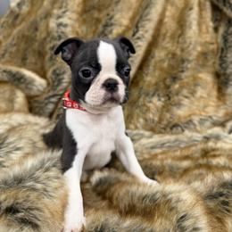 Boy 2 - Black brindle and white male Boston Terrier puppy in Redlands, California from Off The Hook Boston Buddies