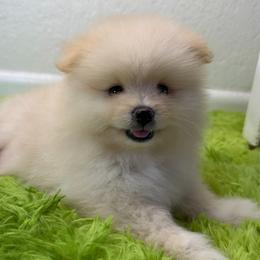Ronaldo - Cream male Pomeranian puppy in Los Angeles, Santa Clarita, California from LT_Poms