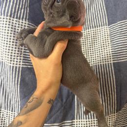 Tequila - Blue male French Bulldog puppy in Topeka, Kansas from Midwest Monster Made Bulldogs