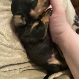 Dachshund Puppies from Penny’s Promises