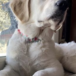 Golden Retriever Puppies from Dry Canyon Goldens