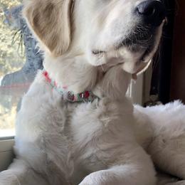 Golden Retriever Puppies from Dry Canyon Goldens