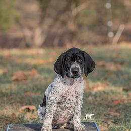 German Shorthaired Pointer and Vizsla Puppies from Nosam Kennels