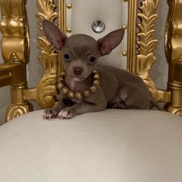 Rare Lilac color Apolo 4,500 - Blue fawn male Chihuahua puppy in Burleson, Texas from Tiny Diiamond Chihuahua