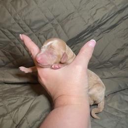 Rose - Red female Cavapoo puppy in Austin, Texas from Doodles of Central Texas
