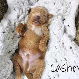 Cashew - Apricot male Goldendoodle puppy in Casa Grande, Arizona from AzDoodle Dandies