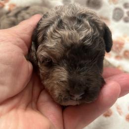 Rachel, 1 week old - Merle female Cockapoo puppy in Crawford, Colorado from Saddle Mountain Doodles