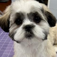 Shichons and Shih Tzus from Manor Hills Shih Tzus