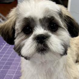 Shichons and Shih Tzus from Manor Hills Shih Tzus