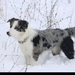 Sterling - Border Collie