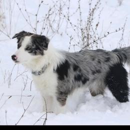 Sterling - Border Collie