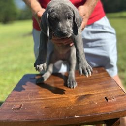 Weimaraner Puppies from Georgia Line Weimaraners