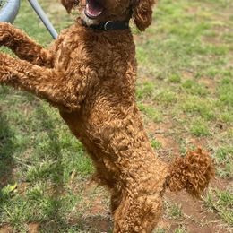 Poodles from Dynasty Ridge