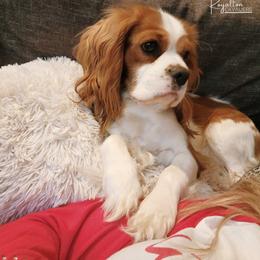 Cavalier King Charles Spaniel Puppies from Royalton Cavaliers