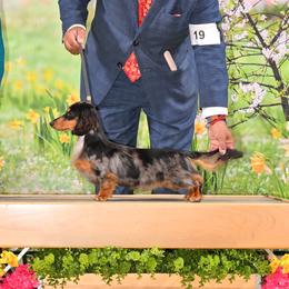 Cosmo - Dachshund
