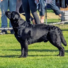 Riggs - Labrador Retriever