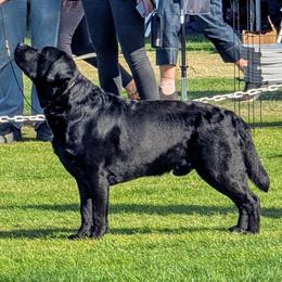 Riggs - Labrador Retriever