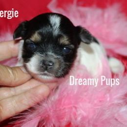 AKC Fergie - Black tan and white female Biewer Terrier puppy in Kennesaw, Georgia from Dreamy Pups