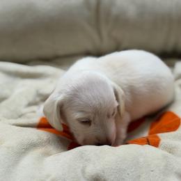 Robin Hood - Cream male Dachshund puppy in Wesley Chapel, Florida from Russell Lee Overton