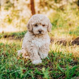 Theodore - Cream male Cockapoo puppy in Dixon, Montana from Super Z Kennels