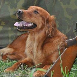 Golden Retrievers from Granite Rock Retrievers
