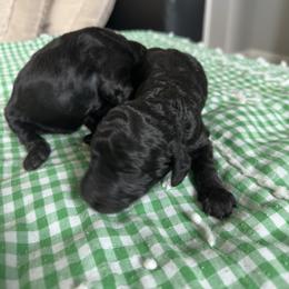 Mr Black - Black male Poodle puppy in Severance, Colorado from Cox's Poodle Pups