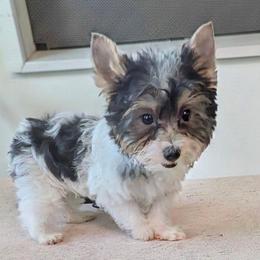 Dalton (Tri-colored parti boy) - Parti male Yorkshire Terrier puppy in Gatesville, Texas from KontryKritterz Yorkies