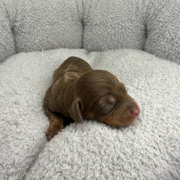AKC Coco - Chocolate and tan female Dachshund puppy in Laveen, Arizona from Acosta Kennel