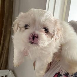 Lincoln - White male Shih Tzu puppy in Covington, Georgia from Top Hats 2  Shih Tzu’s