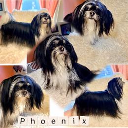 Phoenix - Mi-Ki