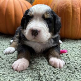 Girl 2 - Black rust and white female Bernese Mountain Dog puppy in Carlotta, California from Aunt-T’s Australian Shepherds