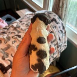 Buttercup - Piebald female Dachshund puppy in Jacksonville, North Carolina from Lizzie’s Doxies