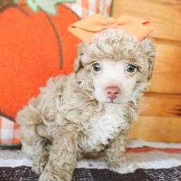 Poodle puppies from Ann R.
