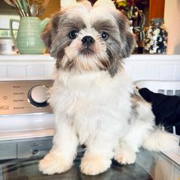 Phoebe - Shih Tzu