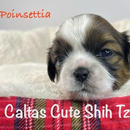 Poinsettia - Red and white female Shih Tzu puppy in Vernon, New Jersey from Calta’s Cute Shih Tzu