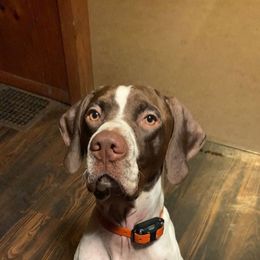 Pointer All Grown Up from WillowBrook Pointers