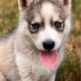 Siberian Huskies from Isham's Huskies