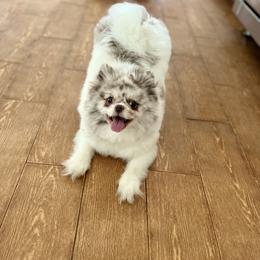 Maltipoo and Pomeranian All Grown Up from The Queens Doggies