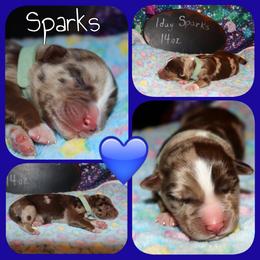 Sparks - Red merle male Australian Shepherd puppy in Levelland, Texas from Once Upon a Time Aussies