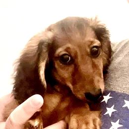 Strawberry - Dachshund