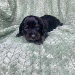 Klaus - Black and tan male Dachshund puppy in Richmond, Virginia from Paw Prints