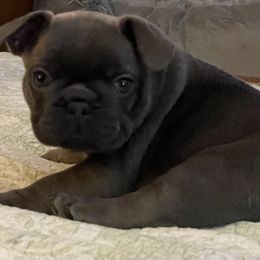 French Bulldog Puppies from Boise French Bulldogs